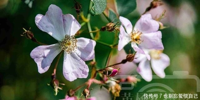 阳光下娇媚盛开的野蔷薇花，艳丽多姿，春天里绚烂多彩的花儿很美