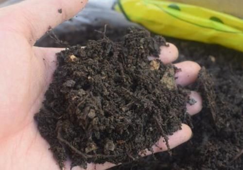 自制养花营养土，用上4种“小东西”，盆土松软透气，养啥花都旺