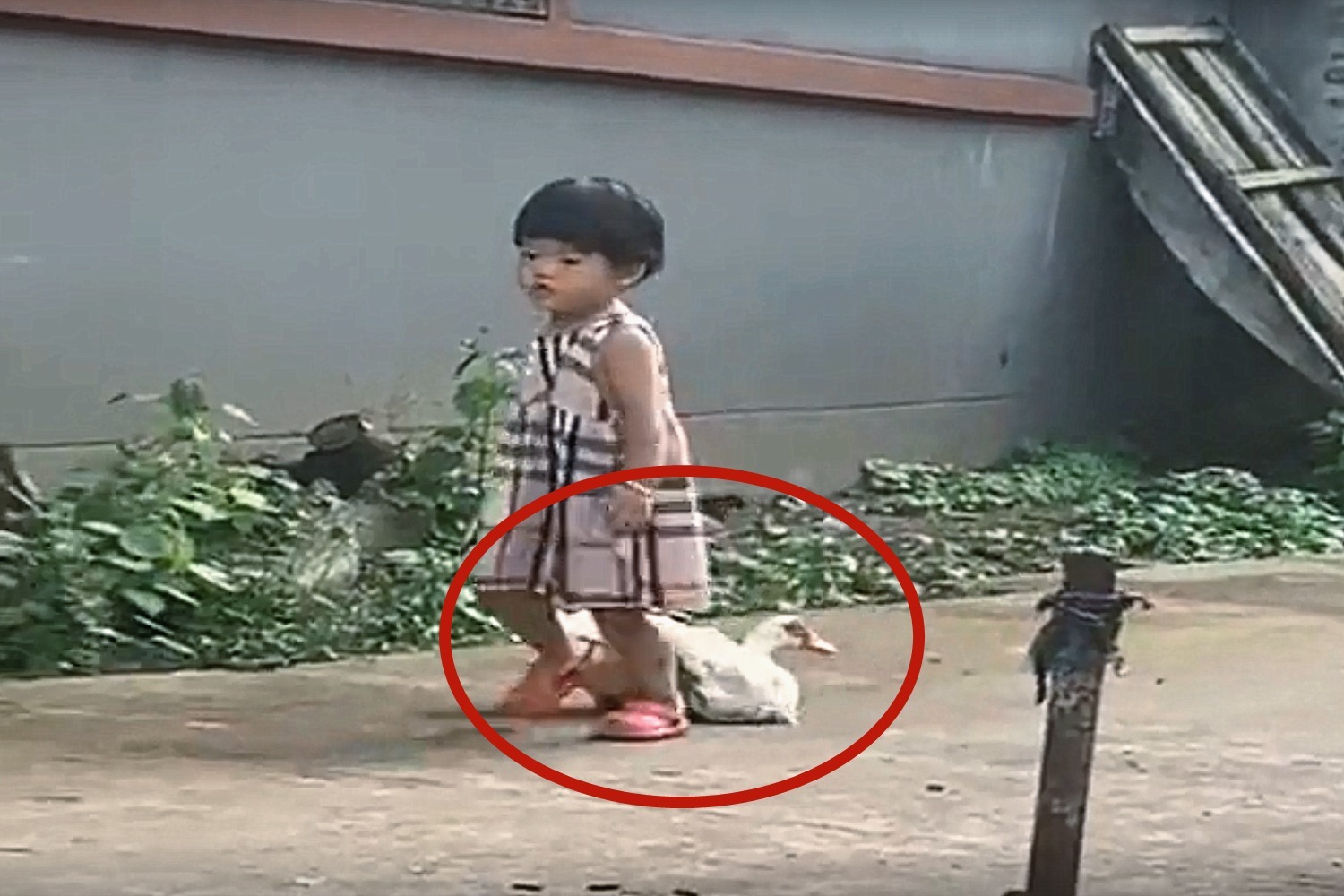 孩子|小公主去姥姥家的第二天,变成村中一霸,嚣张的大鹅见到都害怕