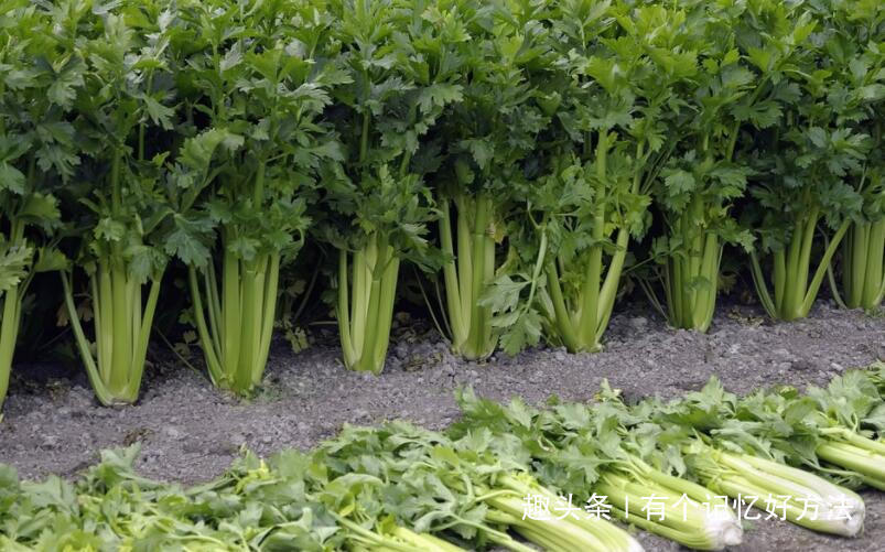 老爷爷|炒芹菜不能放它，长寿老爷爷都不吃，再饿也不能吃！不要没病找病