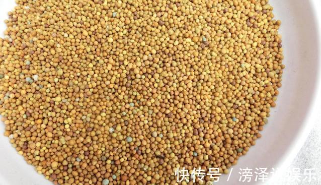 多肉|养多肉、蟹爪兰、君子兰,用它就能根固叶茂,远离烂根困扰