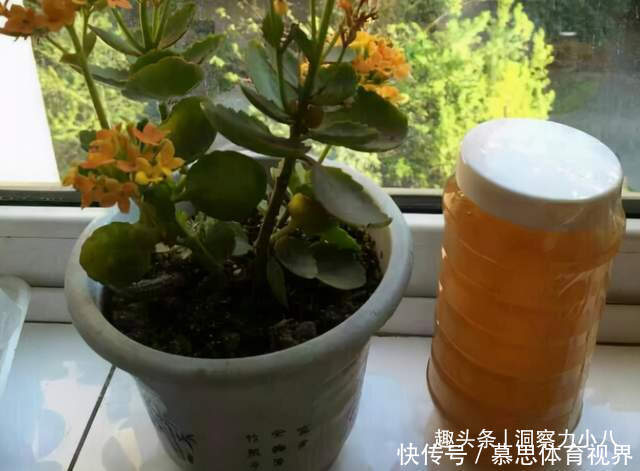 想长寿花多冒苞，土里埋下这“两料”，蹭蹭窜芽，开出层叠群花