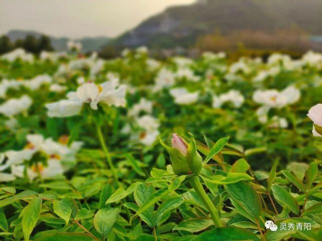 酉华镇：牡丹花开 艳领群芳