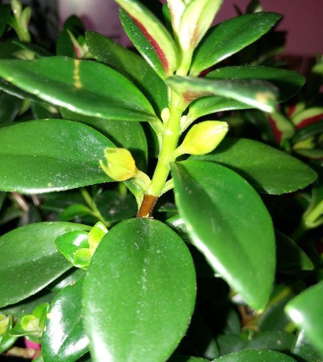 金鱼|金鱼花蕾不生长,枯萎,注意保育,有序地盛开,不枯萎