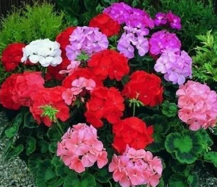 天竺葵|此5种花不买简直是巨亏,花期超长,可以天天赏花了