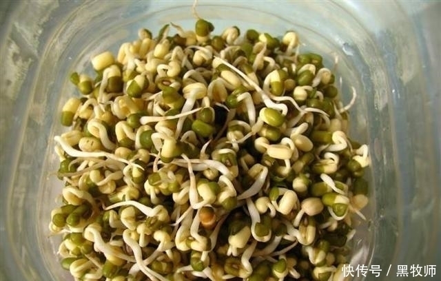 豆芽|豆芽不用买,一个塑料瓶+一把绿豆,够全家吃好几天