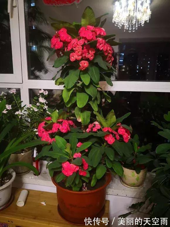 4种花一开就300多天，根本停不下来，被称为开花机器