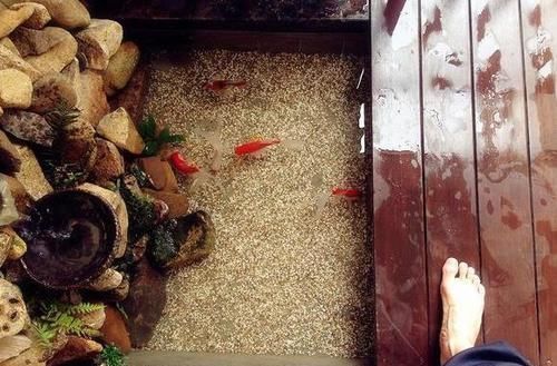 鱼池|在阳台上砌个鱼池,成本只花200元,亲戚朋友们都眼红了