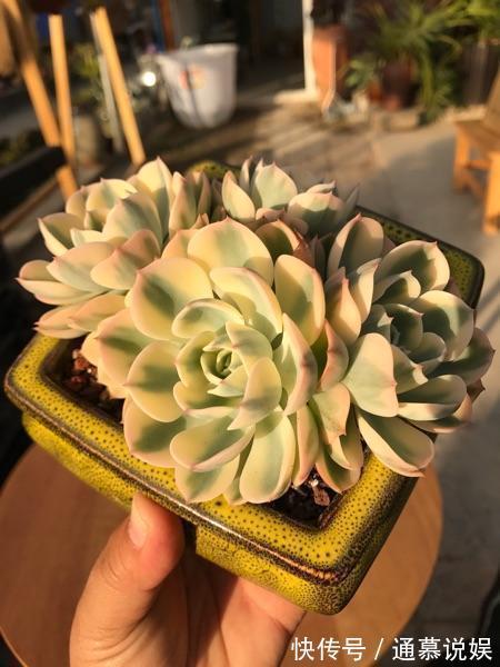 多肉不能随便养,挑这3个品种,三五年成老桩,价值涨了不少