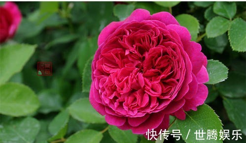 植株|红的发紫的月季花——莎士比亚2000,颜值和香味都双高