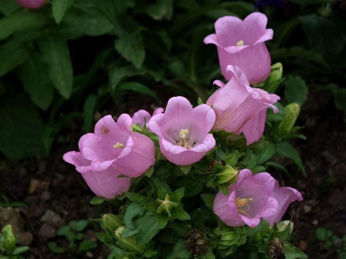 人大多&此花颜色繁多,具有很高的观赏价值,代表着温柔的爱和感谢感恩