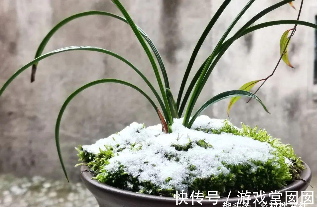 兰花春化的技巧，谨防花苞在冬眠期复苏，新手兰友想做却不敢做