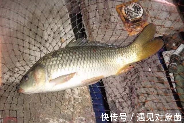 配方|告别一学就会一开就废,只要掌握这几点,小白开出的饵料也能连杆