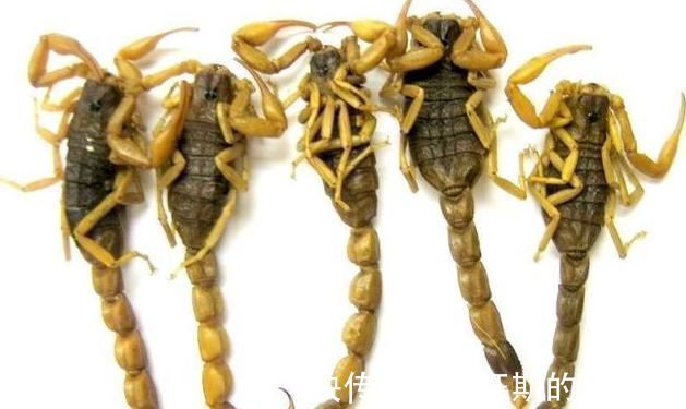 结节|这副经典中药方为何治疗结节、肿瘤疗效好,因为由4种虫类药组成