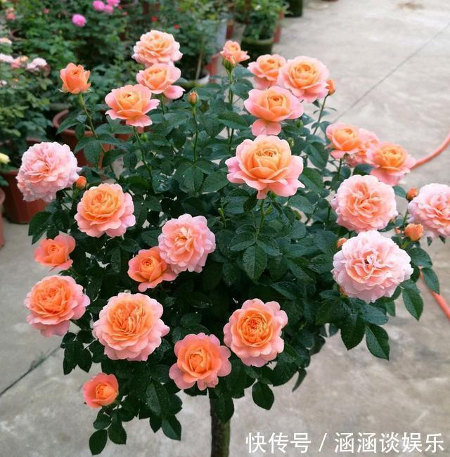 浇水|月季花期管理方法大揭秘，三个重点缺一不可
