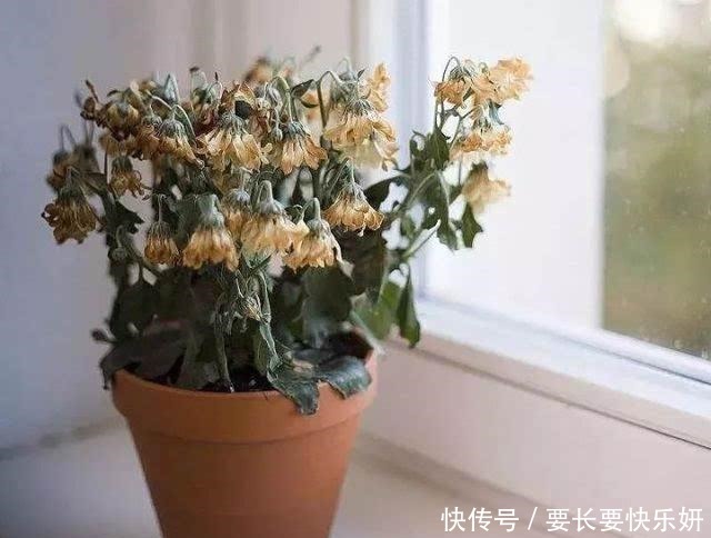 这3种花别养了，一不小心就热死，夏天最难养的三种花！