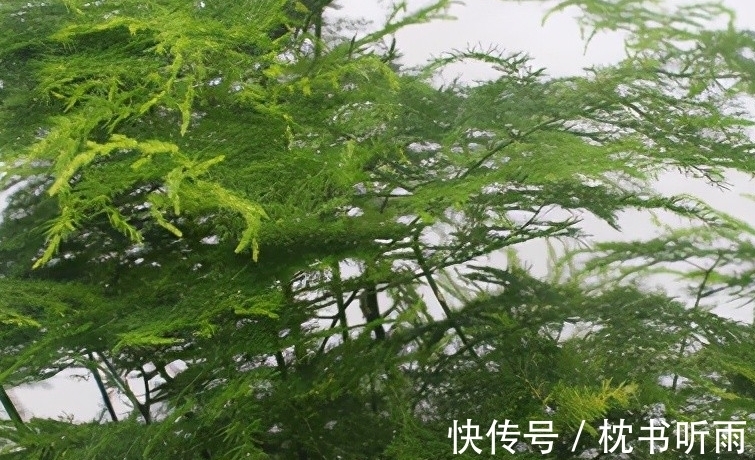 浇文竹用这种水,不黄叶,枝繁叶茂,早日开花