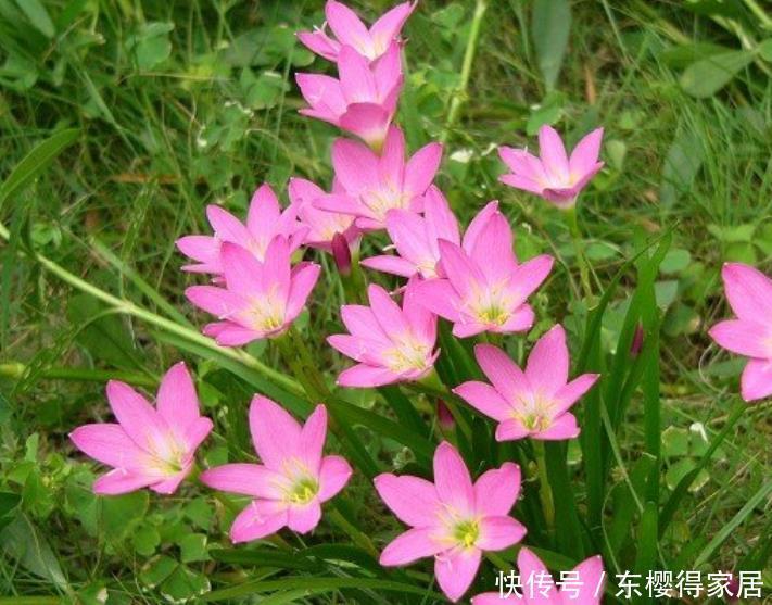 风雨|风雨兰冬季怎么养,可以让它安全过冬?做好这几点还能促进开花