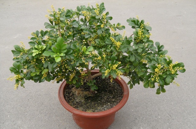 不会养米兰花,学会“3招”后生长旺,枝叶茂密开花“爆盆”