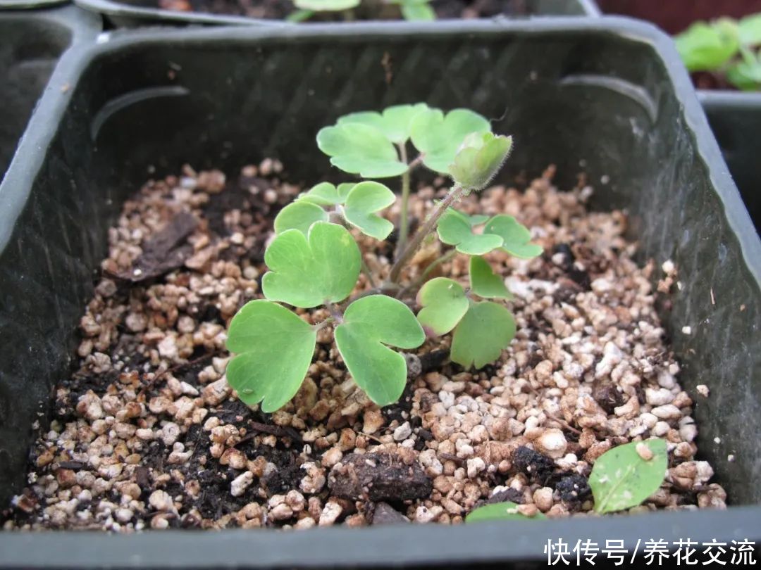 7种特别怕热的观赏花卉，提前做好预防，别让它们“歇菜”了