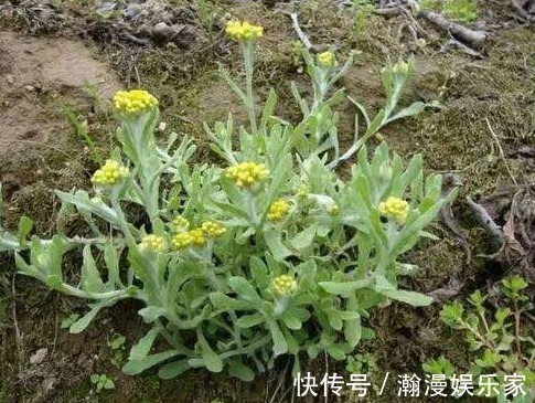 野草|田地里的野草,过去用来喂猪,其实是上好野菜,用来做“青团”