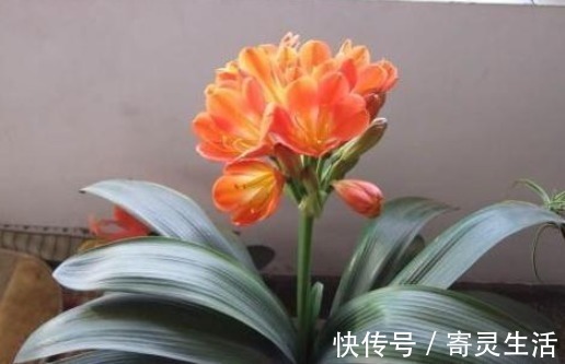 手掌|养护君子兰从这招开始,花开不断,叶子比手掌还大