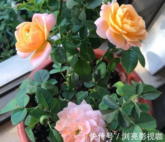 花蕾|养月季和蔷薇如何培养高颜值注意3个问题,个个满树繁花