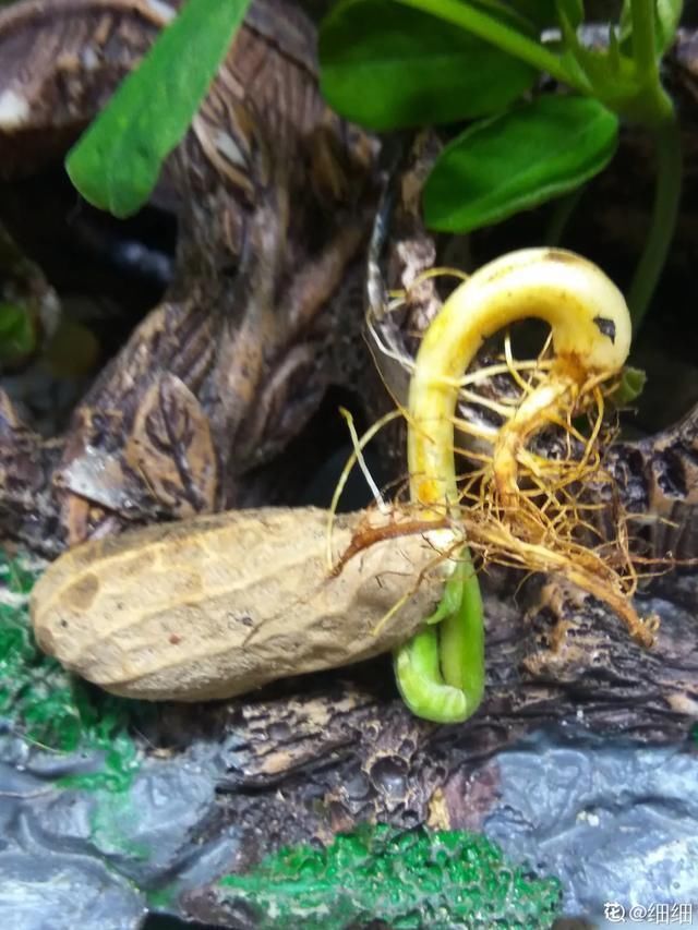 1粒花生丢水里,呼呼长成小森林,这艺术品给钱也不卖