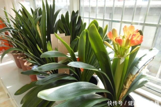 盆栽放阳台,别踩这4个“雷区”,否则耷拉、黄叶,死给你看!