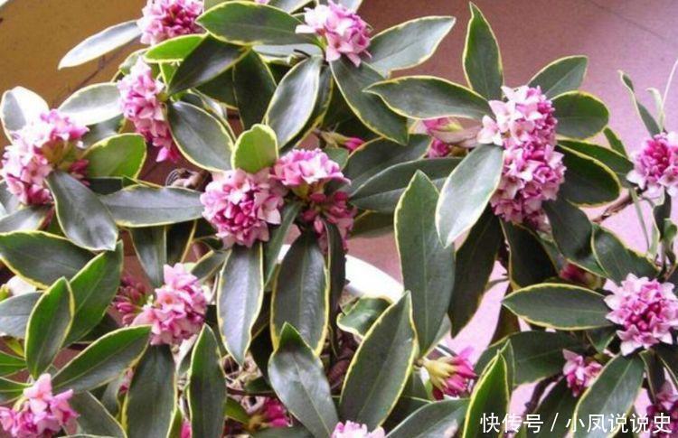 光照|几种花卉好养易活,比绿萝好养,比兰花更美,花开香气满屋