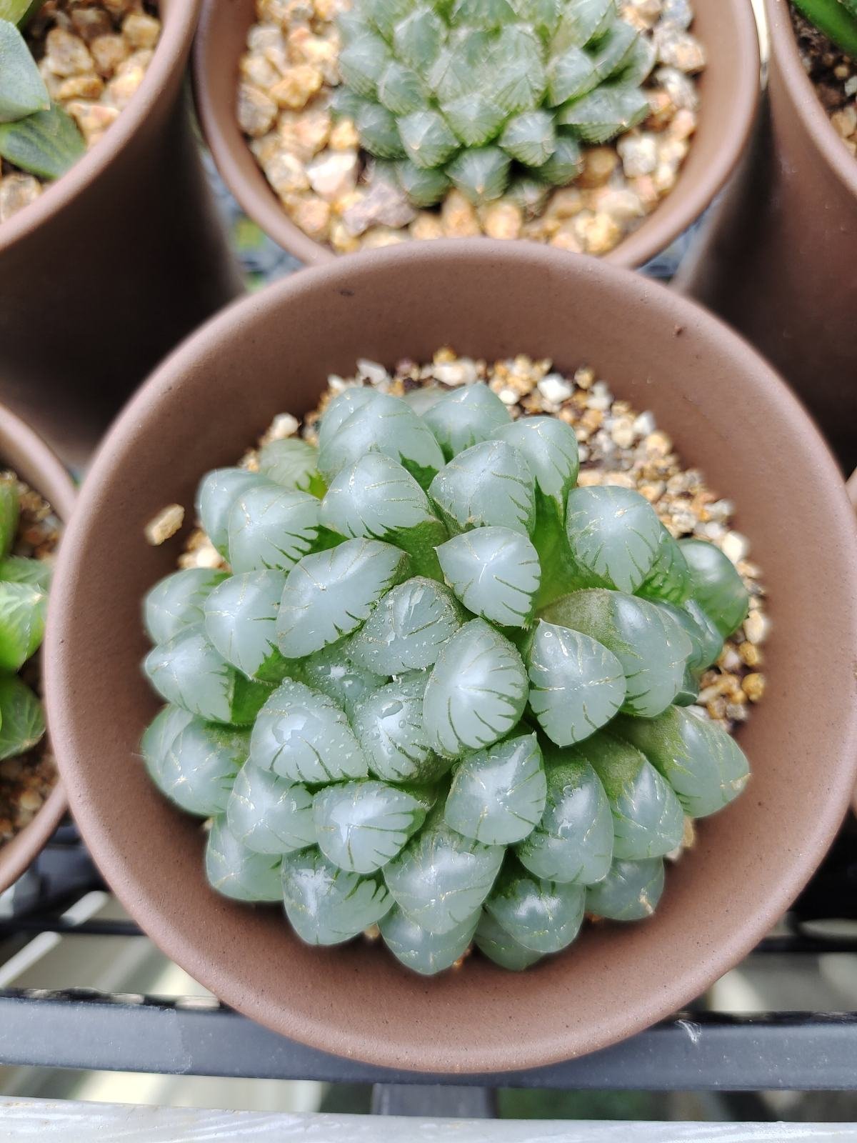 阳台上|10种多肉，正适合封闭小阳台，养起来爆盆特别快