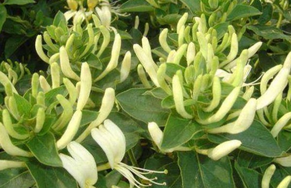 野草|农村不起眼的”野草“,却是人体的良药,不知道真是可惜!