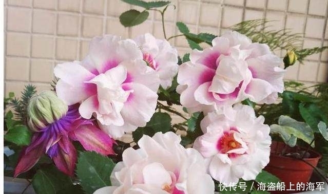 这种材料拿来养花,比你买的营养土好一百倍!这是城里人没有的