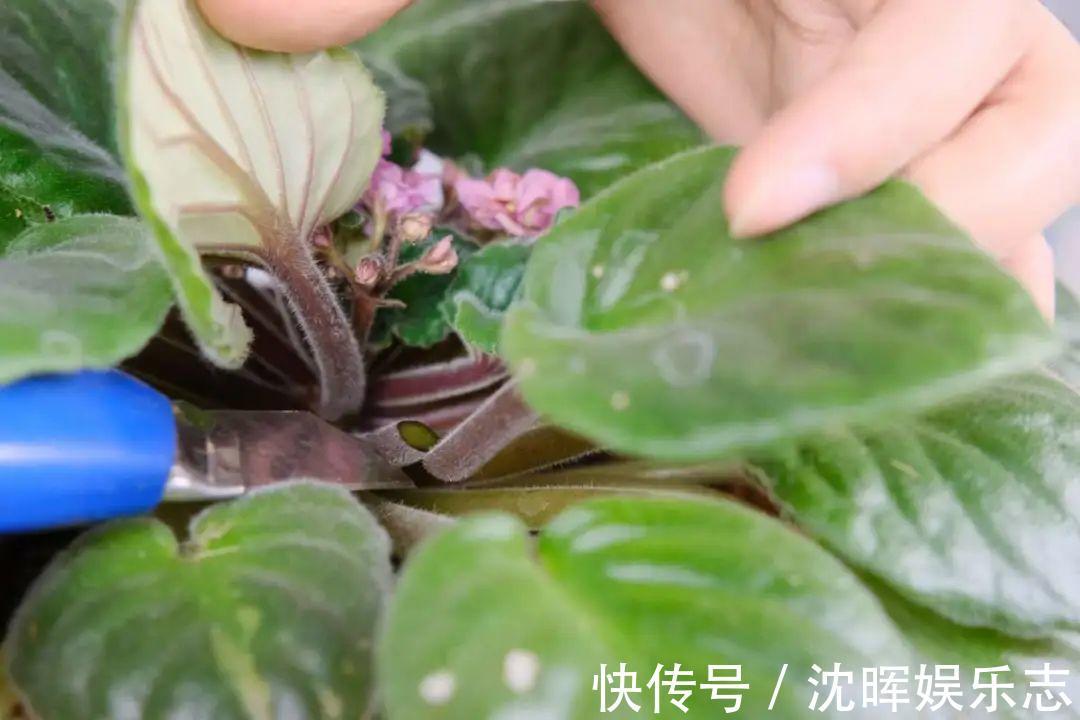 非洲堇|这花送人,只用送一片叶子,插土就活不心疼!
