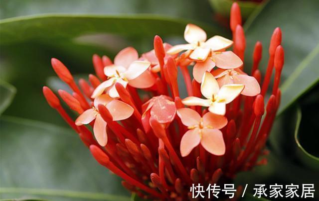 花海|农历7月12号起，最适合养这些花，阳台开成花海，开花勤还爱爆盆