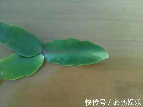 蟹爪兰嫁接1种枝条,花量暴增上百朵,开成大花树,还不烂根!