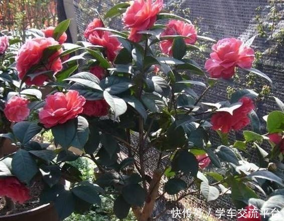 茶花生长,四季有“规律”,秋天这样养,花苞巴掌大,砰砰开大花!