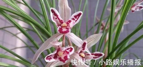 艺兰|曾被抢购一空的兰花,以前一苗值千金,现在几块钱,花型独一无二