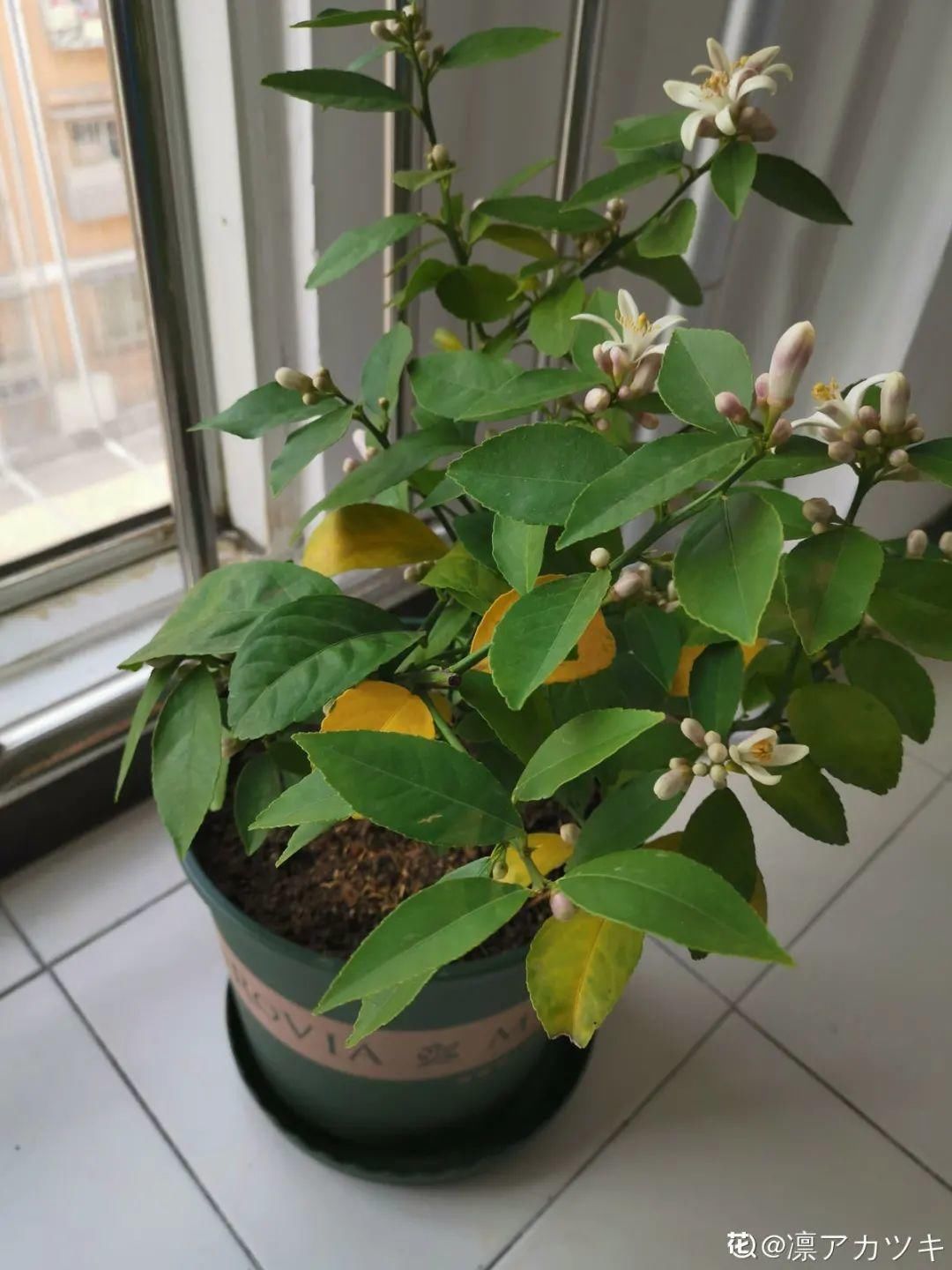 人养花,花也养人,家里养这10种花,越养越健康