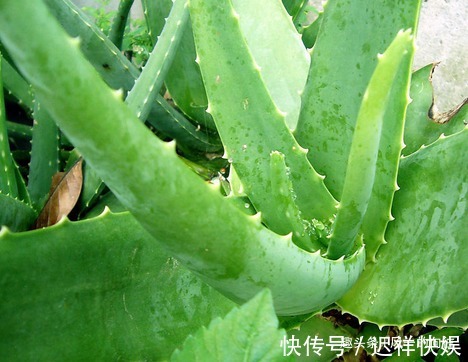 库拉索芦荟|这三种花比吊兰好养,空气清新无异味,不用管都能轻松长不停