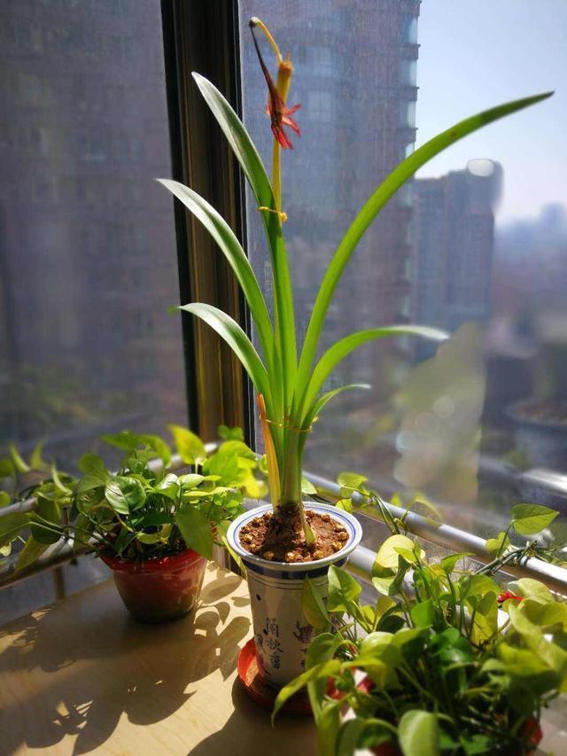 君子兰|埋一颗“洋葱头”在土里,浇水发芽好养活,比君子兰还要大气