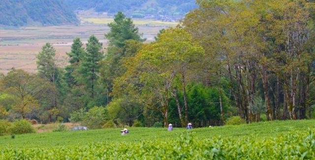 采茶|「国家AAA级景区」腾冲马站高山乌龙茶景区