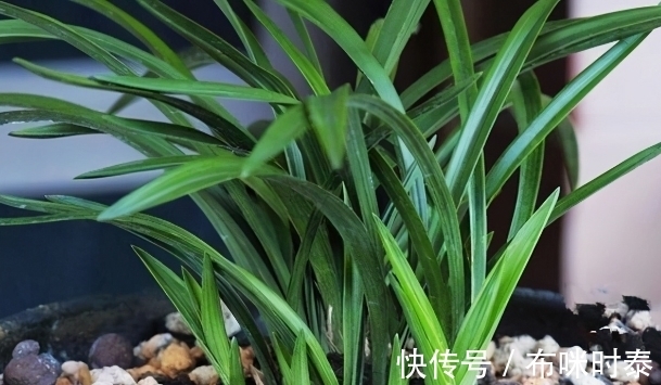 兰根|别再片面理解“冬不湿”,这三种情况,就是造成兰花空根的原因