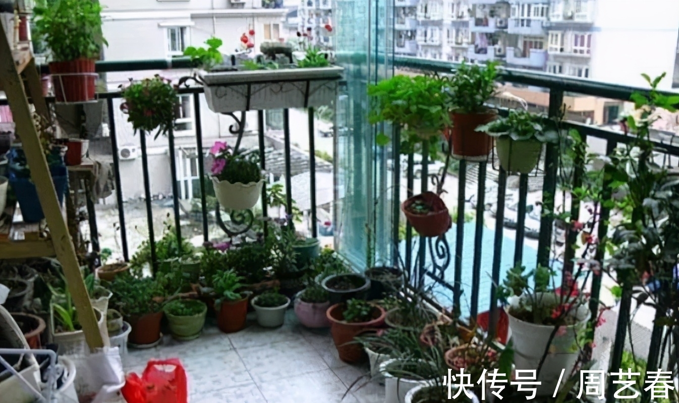 阳台养花,有2个“大道理”,做好其中之一,养花高手就是你