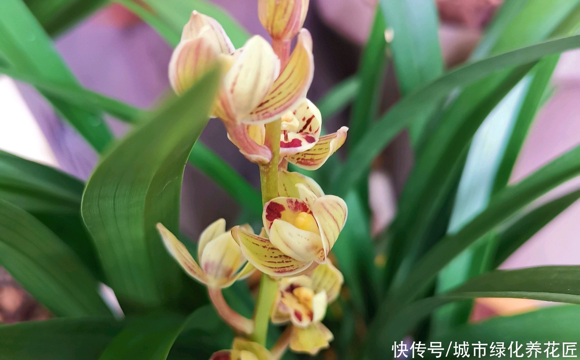 叶艺|兰花长出来的新苗全是白色,艺草兰花身价翻百倍?