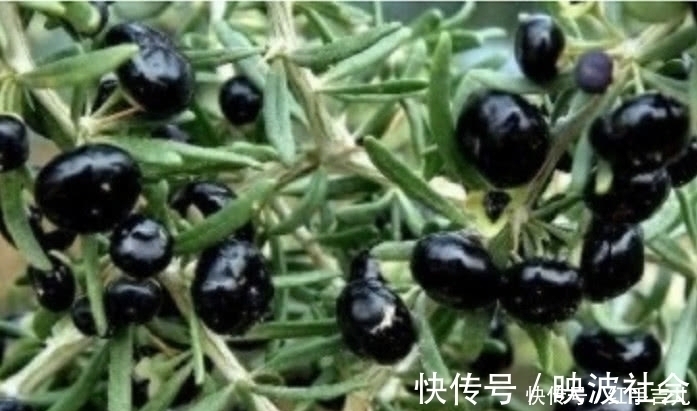 野果|农村罕见的野果,滋补肾脏不是一般的好,村民:不吃太亏了