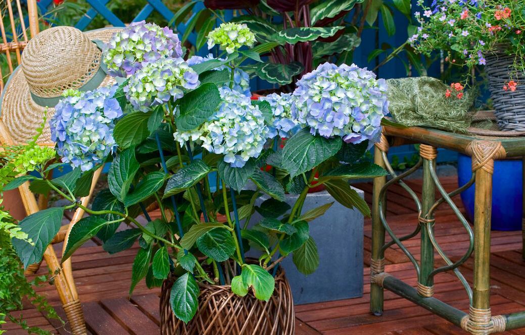 提醒:养绣球花,这些事情再不做,就晚了