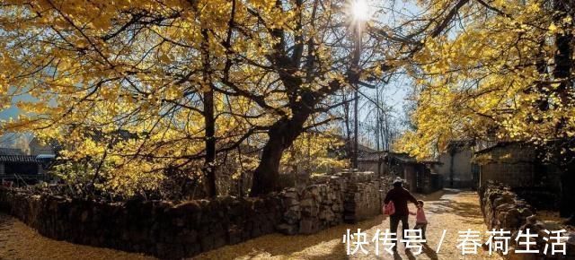 种树|院子里别乱种树,海棠“富贵满堂”,桂花“出贵子”,旺运添福