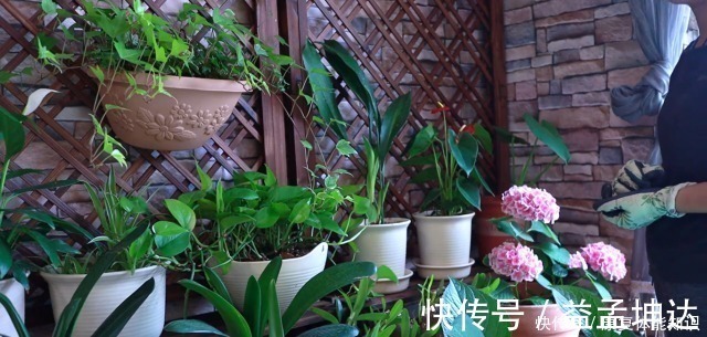 家里不养一盆一叶兰太可惜了，好看如兰花，却比绿萝好养10倍！