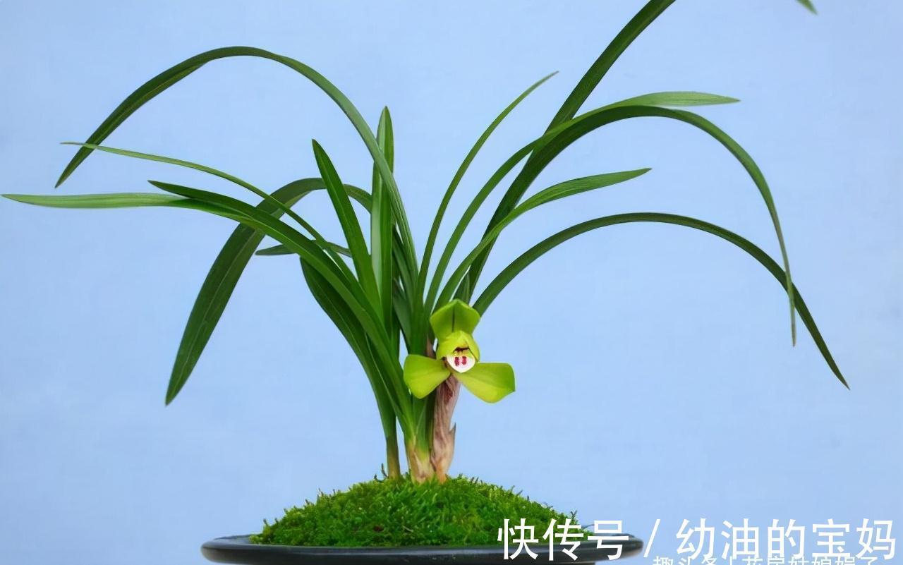 买花时不要合了眼缘就买回家，这8种花不好养，新手还是放弃吧